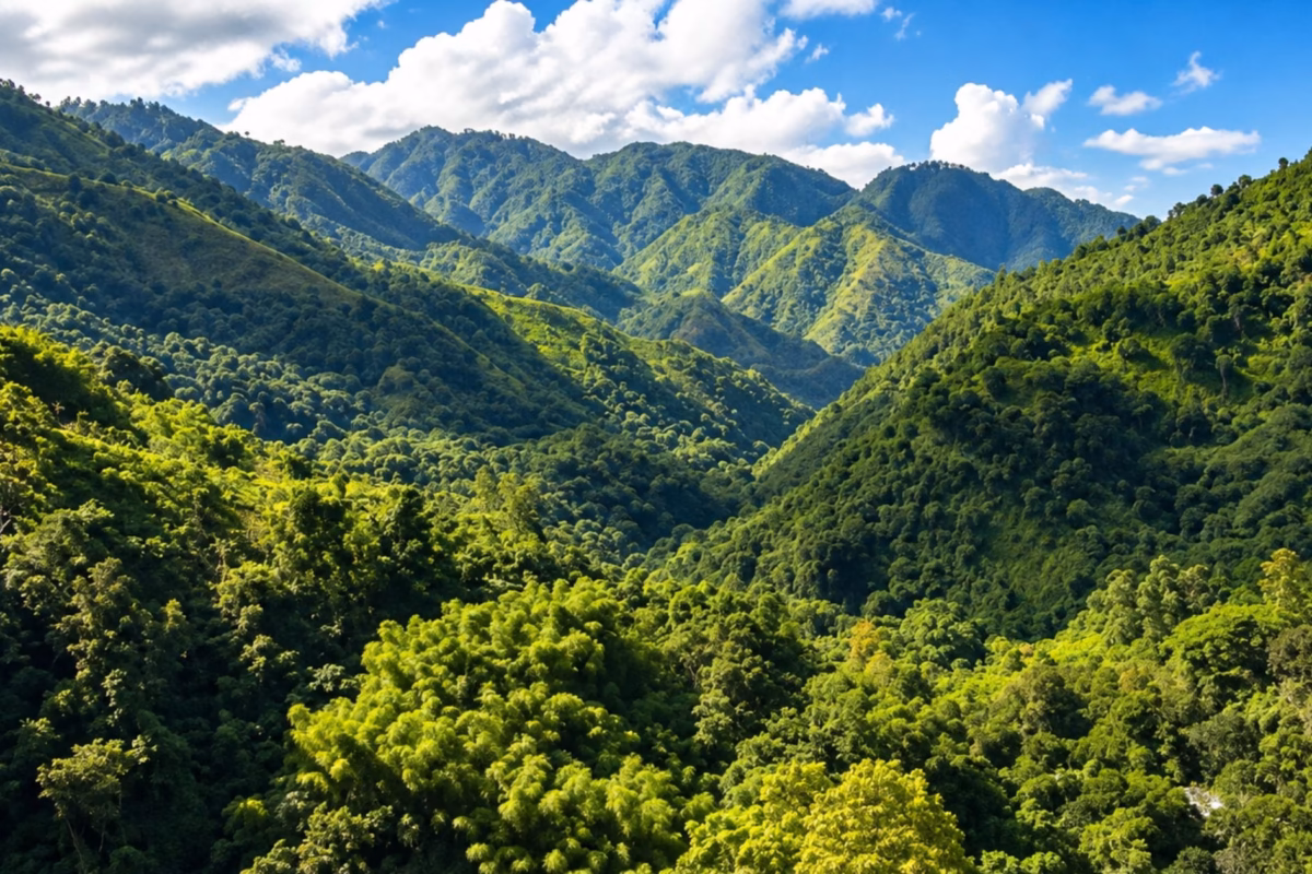 Forested green ridges of the Blue Mountains under a blue sky