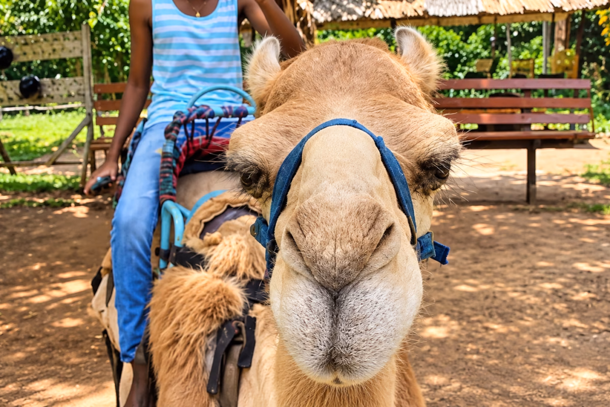 Rider on a camel at Yaaman Adventure Park, the camel's face close to the camera