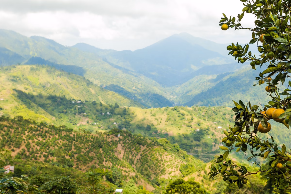 Green Blue Mountain slopes and valleys seen past an orange tree